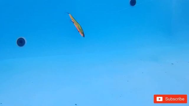 Megabass Vision Oneten/Fishing lure for pike+perch,Underwater action смотреть онлайн