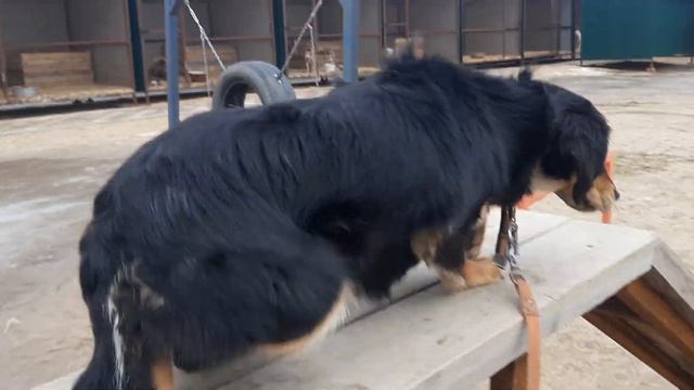 01.03.2023 г. Кинологи в приюте для бездомных животных "Лисёна". fondlisena.ru смотреть онлайн