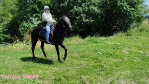 Конный Рынок, Чечня, Грозный, Лошади, Туман.