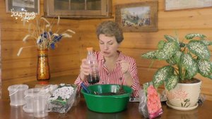 Как сохранить флоксы из магазина до весны