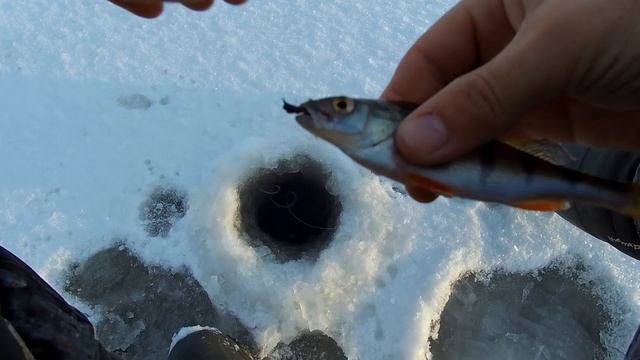 Белоярка насосная  разведка боем, зимняя рыбалка