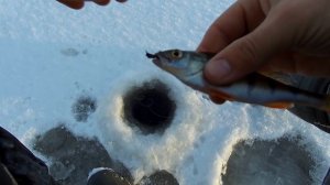 Белоярка насосная  разведка боем, зимняя рыбалка