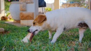 Как лает собака лает. Звук лая собаки / The dog barks. The sound of a dog barking