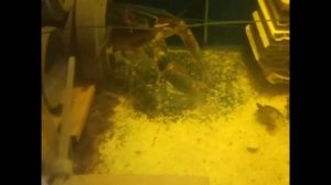 Как самка рака сбрасывает рачат.