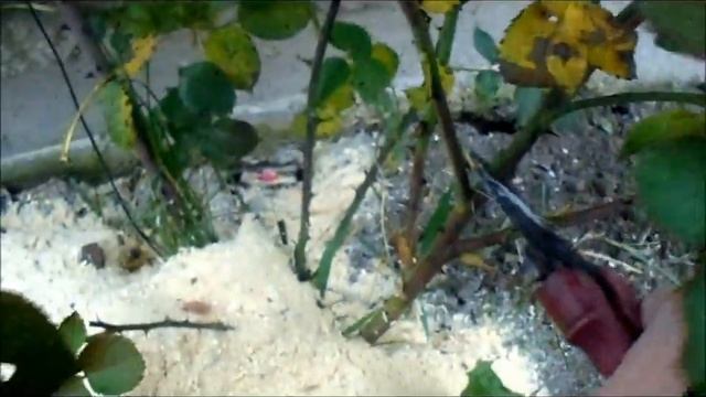 КАКИЕ ПЛЕТИСТЫЕ РОЗЫ НЕ УКРЫВАЮТ НА ЗИМУ смотреть онлайн