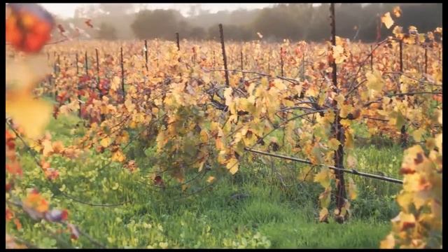 Vutec - SilverStar Projection Screen Video смотреть онлайн