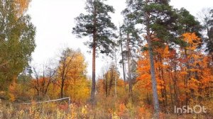 Прогулка по осеннему лесу.