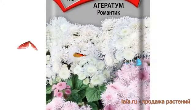 Агератум обыкновенная Романтик (romantik) ? Романтик обзор: как сажать, семена агератума Романтик смотреть онлайн