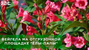 Вейгела на отгрузочной площадке питомника "ЁЛЫ-ПАЛЫ"