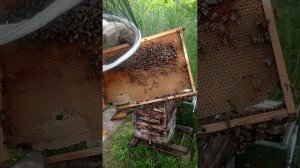 Сколько маток может быть в одном рое? Пересаживаю восьмой рой в Японский улей