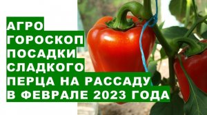 Агрогороскоп посева семян сладкого перца на рассаду в феврале 2023 года