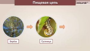 Практическая экология 3класс
Природное сообщество – лес  Инфоурок