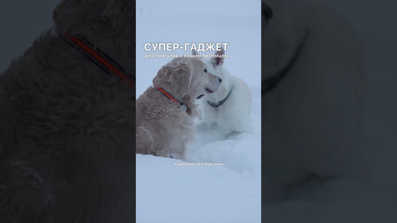 GPS-трекер Petsee — с этой штукой питомец точно не потеряется! WB арт. 162135437  #gpsтрекер #собака