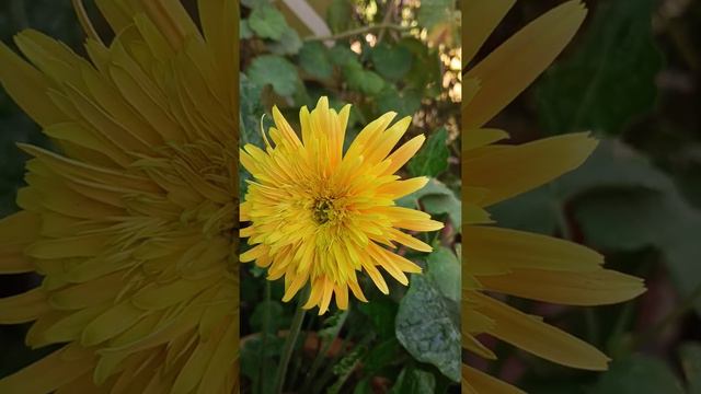 gerbera flower/yellow gerbera flower/terrace garden/short video