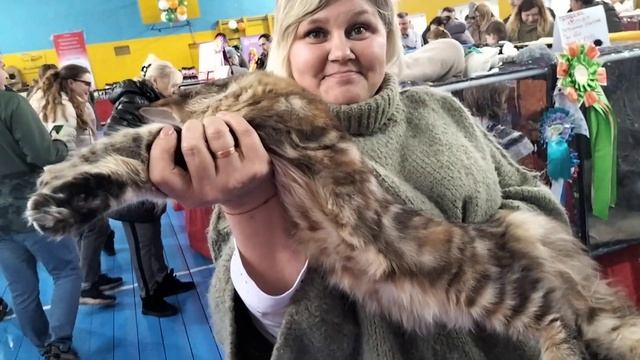 Выставка кошек в Калуге смотреть онлайн