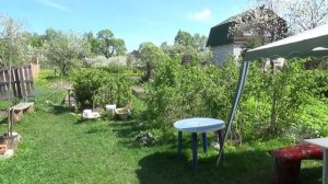 Дачные хлопоты. Что сажать из сортов тыквы, кабачков. Как вырастить тыкву и кабачки.