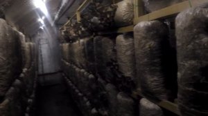 Проектировка помещения для выращивания грибов вишенка.