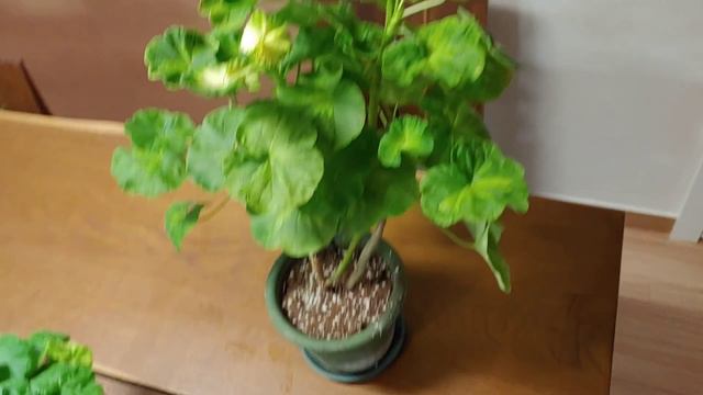 여름철 제라늄ㅣSummer pelargonium