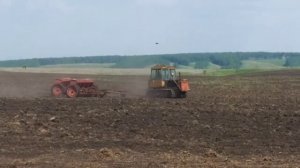 Лучший способ победить сорняки. Сеем горчицу как сидерат и медонос.