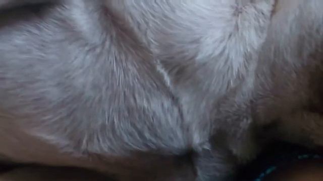 Мопс спит) смотреть онлайн