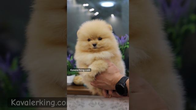 Малышка Яшма✅Продаётся📲Female For Sale❤️kavalerking.com #pomeranian #exclusive #puppies