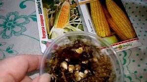 Замачивание семян кукурузы: сахарный початок и ранняя лакомка 121