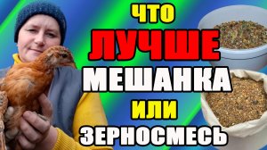 Что лучше ЗЕРНОСМЕСЬ или МЕШАНКА ? Что давать цыплятам, а что - курам.