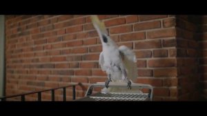 Семейный переполох 2024