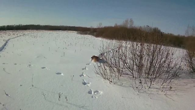 !!! Рекорд!!! Гоняем зайца в - 37! Охота на зайца! смотреть онлайн