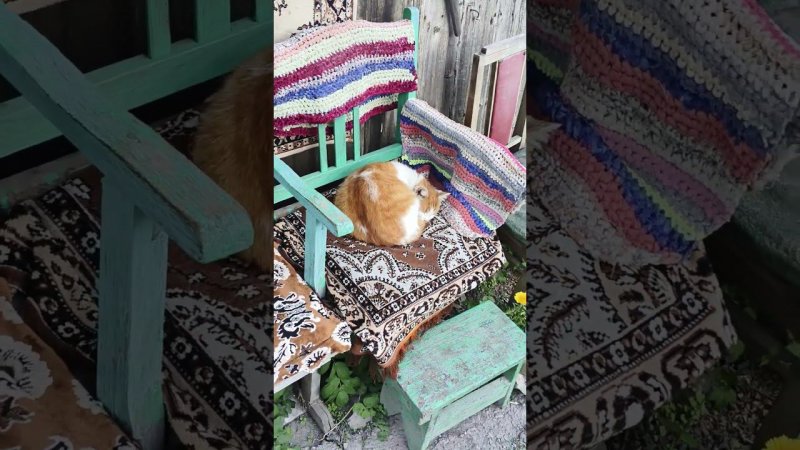 БЛОХАСТИКИ НА ЧИЛЛЕ #кот #котики #коты