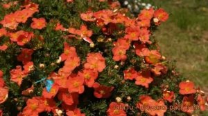 Лапчатка кустарниковая Ред Джокер ? обзор: как сажать, саженцы лапчатки Ред Джокер