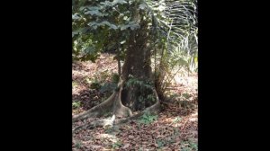 Le Jardin Botanique de Limbé (Cameroun)