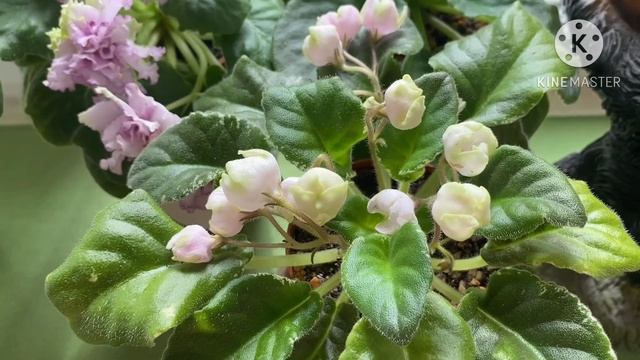 Начинают цвести фиалки на окне. Стандарты. смотреть онлайн