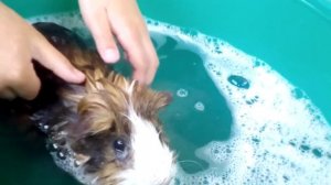 Как купать морских свинок