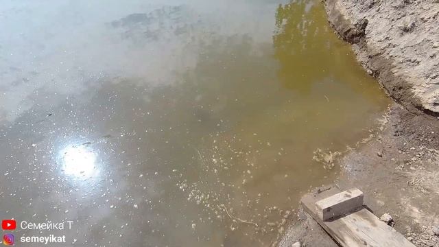 Зарыбляем пруд на даче линём. Свой пруд на участке с рыбой и раками