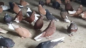 Голуби мелитопольские 27 декабря 2021 г.