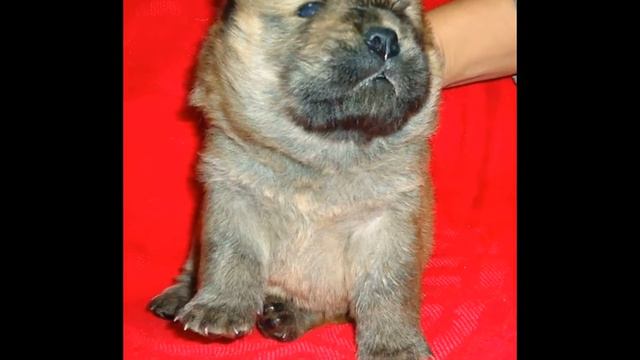 Мальчик чау-чау. смотреть онлайн