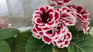 Цветущие сорта Глоксиний(Выпуск №3)