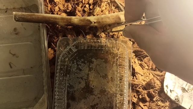 Подробно о кормлении живородящих ящериц (версия 2). смотреть онлайн