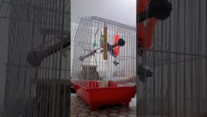 Попугай Валера