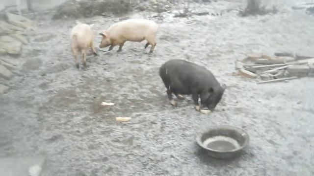 Три веселых поросенка смотреть онлайн