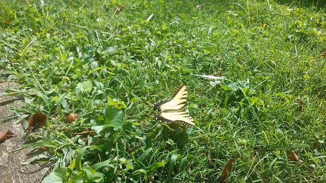 США. Огромная бабочка. Эшвилл. смотреть онлайн