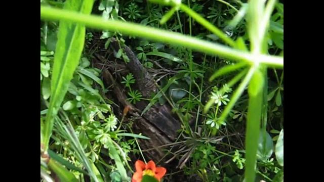 Sparaxis Flowers ╭❀ლ(•‿•✿) смотреть онлайн