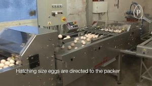 Яйцесортировальная машина Prinzen PSPC  ELGRA3