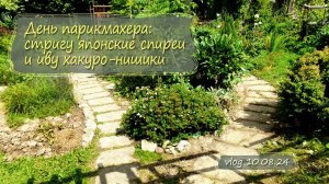 Стригу японские спиреи и иву хакуро-нишики ручным секатором |Vlog Дача как есть 10.08.2024