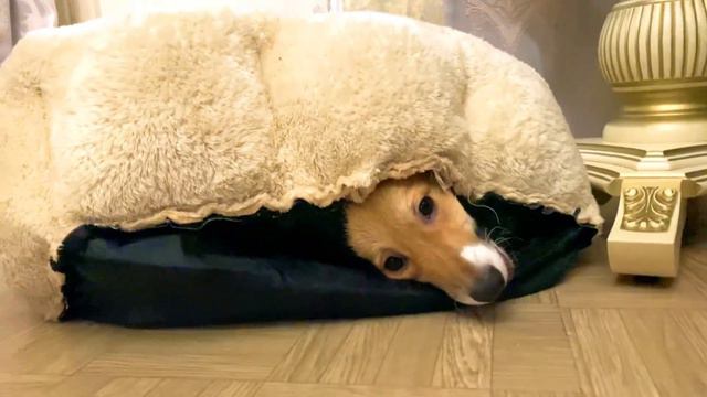 Щенок корги и лежанка