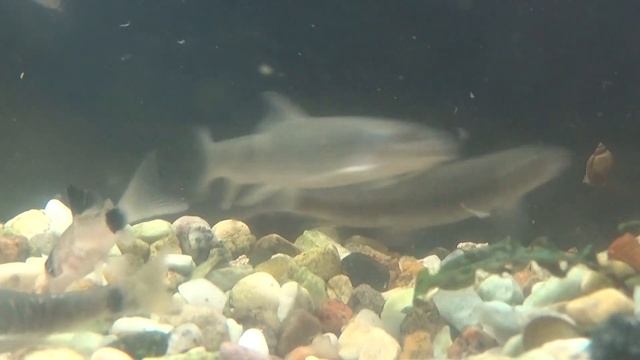 Гарра руфа. Garra rufa. смотреть онлайн