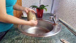 Как прорастить зеленую гречку? Пошаговая инструкция