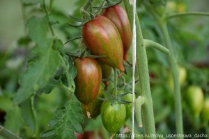 "Один из самых усыпных сортов": сладкий, урожайный и никакая фитофтора его не берет. Новый обзор