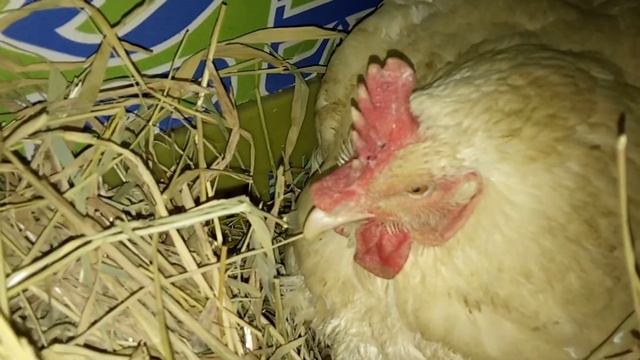 ))( бройлеры несут яйца ! смотреть онлайн